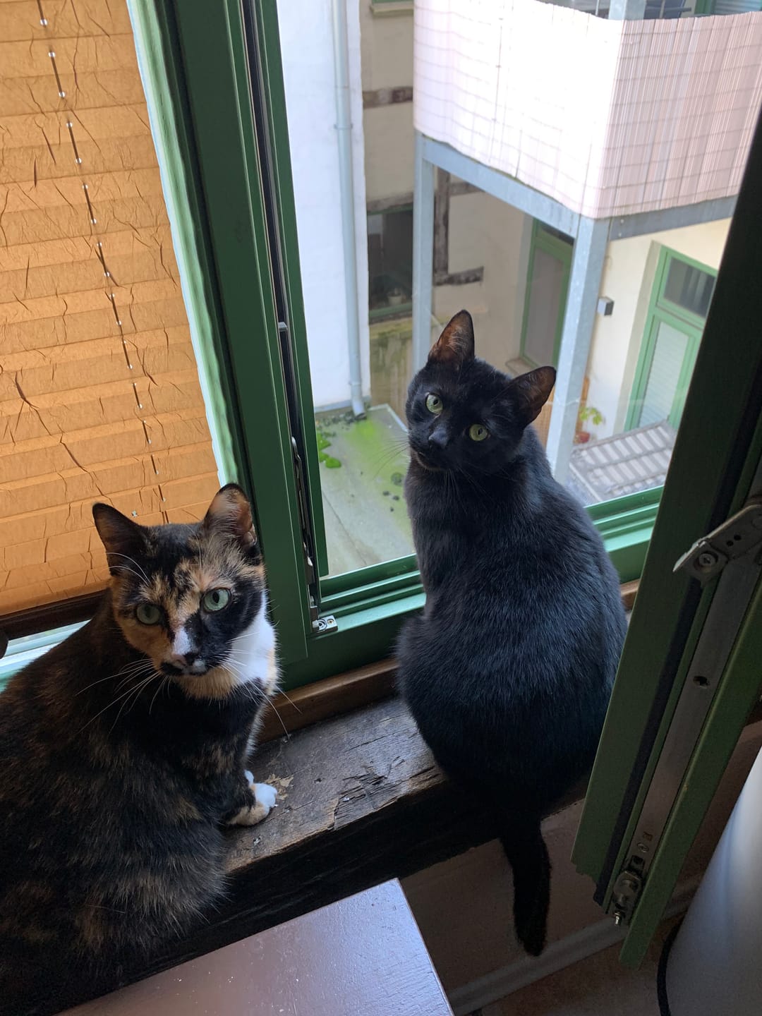 Customer photo review of Katzenklo Schaufel