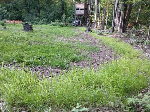 Customer's food plot showing Dirt Doctor growth near a deer stand in a forest clearing.