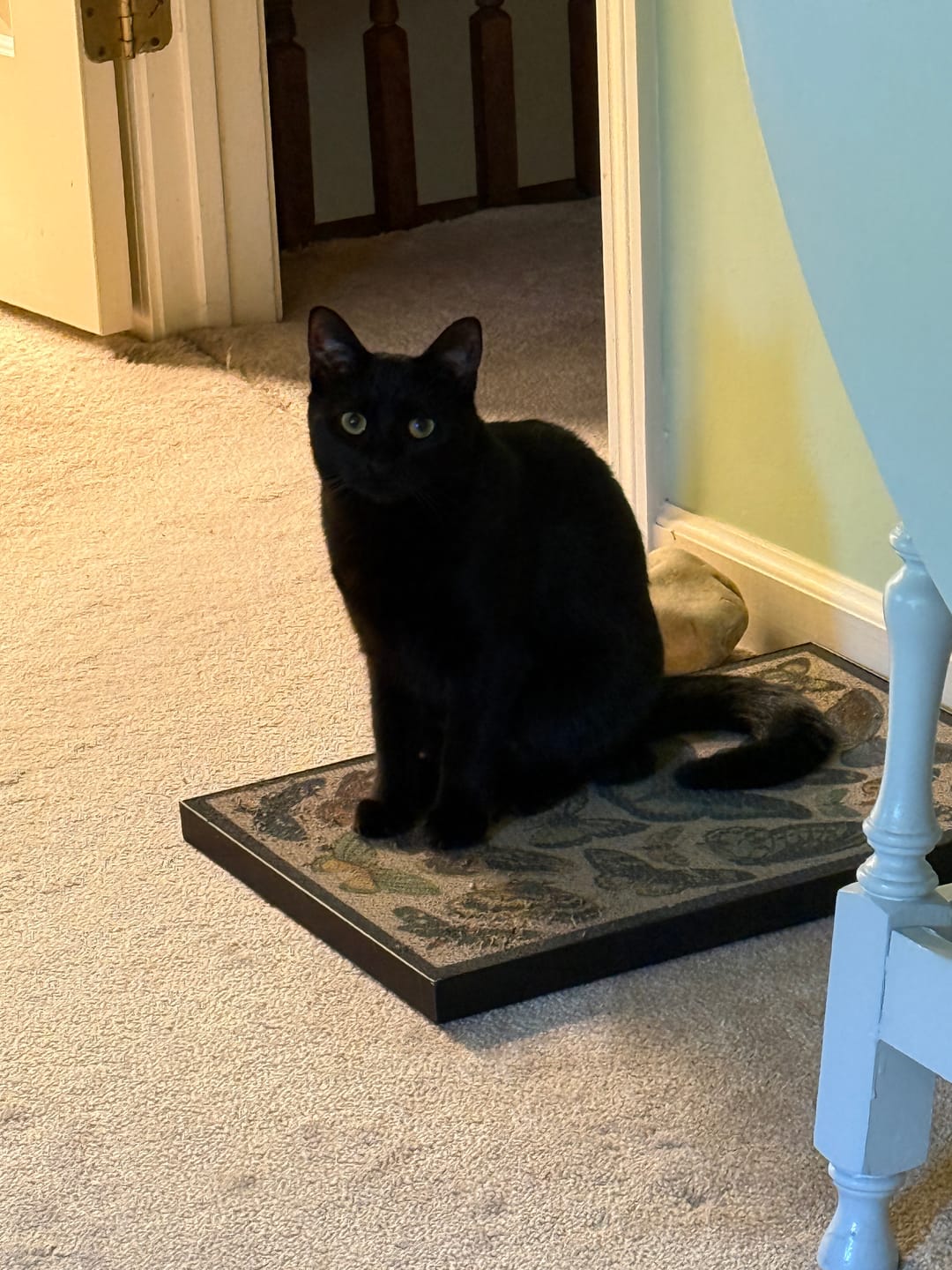 Customer photo review of Butterfly Chart - Luxury Cat Scratching Board