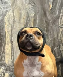 Customer photo review of Orejeras para Perros con Reducción de Ruido