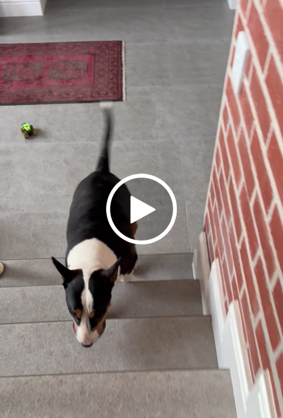 Customer video review of FlexCare (Joint & Movement Support For Dogs)