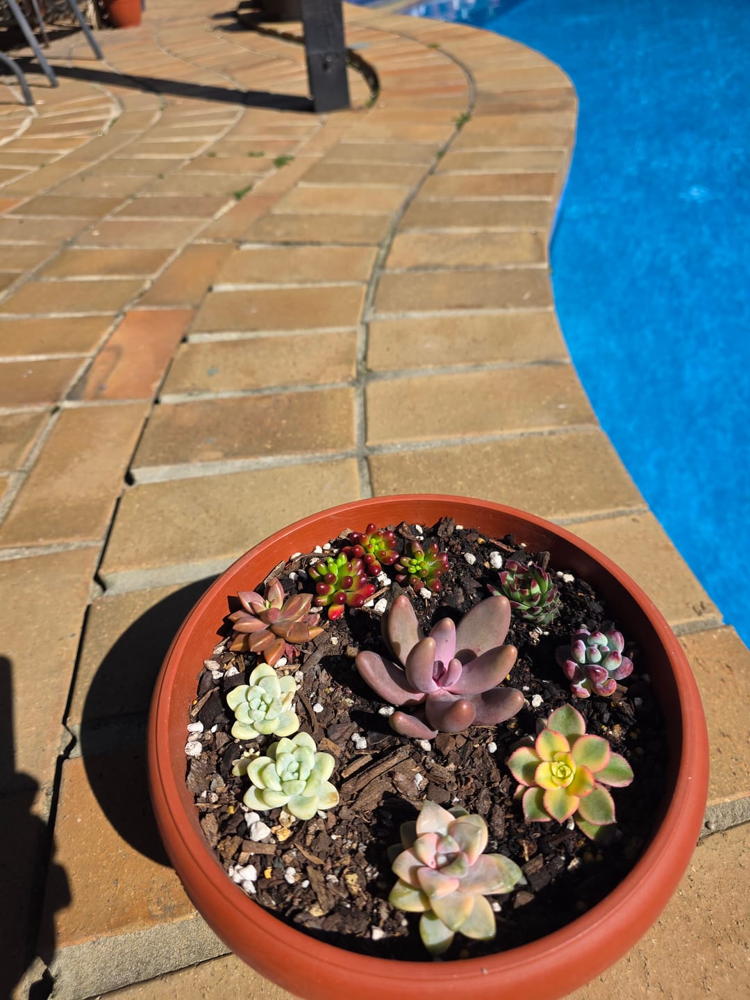 Customer photo review of Pachysedum Ganzhou - Cutting