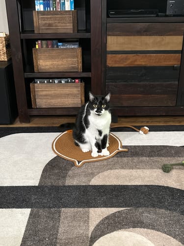 Customer's tuxedo cat sitting on the Instinct Mat scratching pad in a living room.