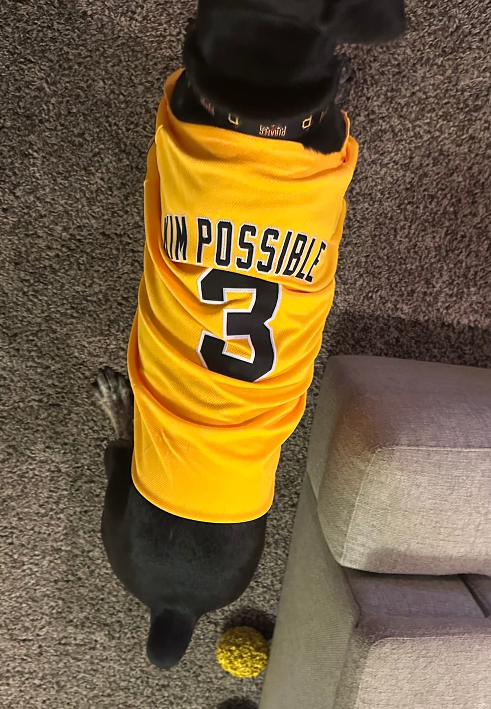 Customer photo review of Custom Gold Black-White Classic Style Dog Jersey
