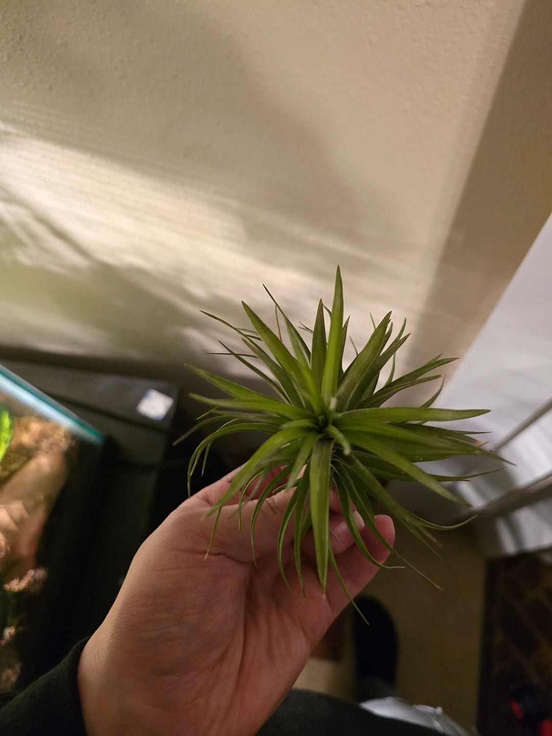 Customer photo review of Tenuifolia Purple Fan  (Stacked Form)