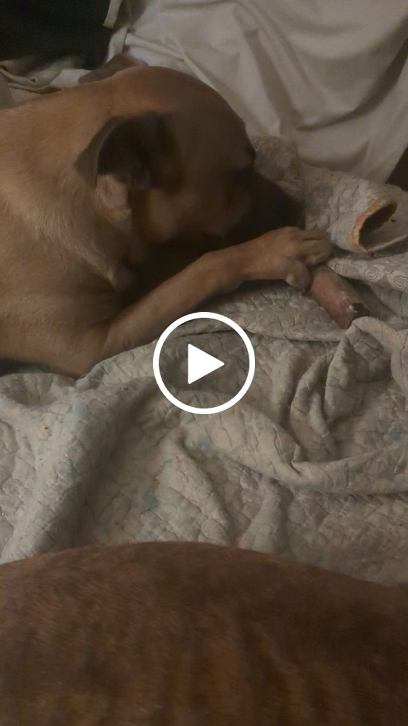 Customer video review of Medium Ostrich Cane (10" x 3"): The Long-Lasting, Flavor-Packed Chew for Medium & Large Dogs
