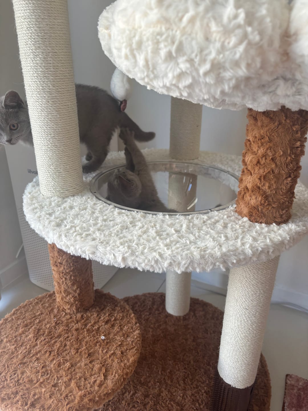 Customer photo review of Natural Bloom Multi-Platform Cat Tree