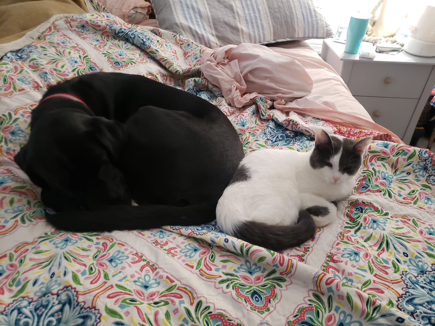 Customer photo review of CleanPaws™ Peluqueria Profesional en Casa