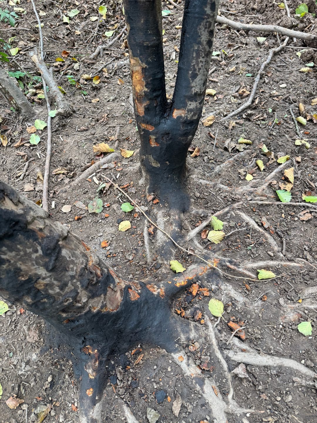 Customer photo review of Teer-Plus Wildlockmittel - Schwarzwild