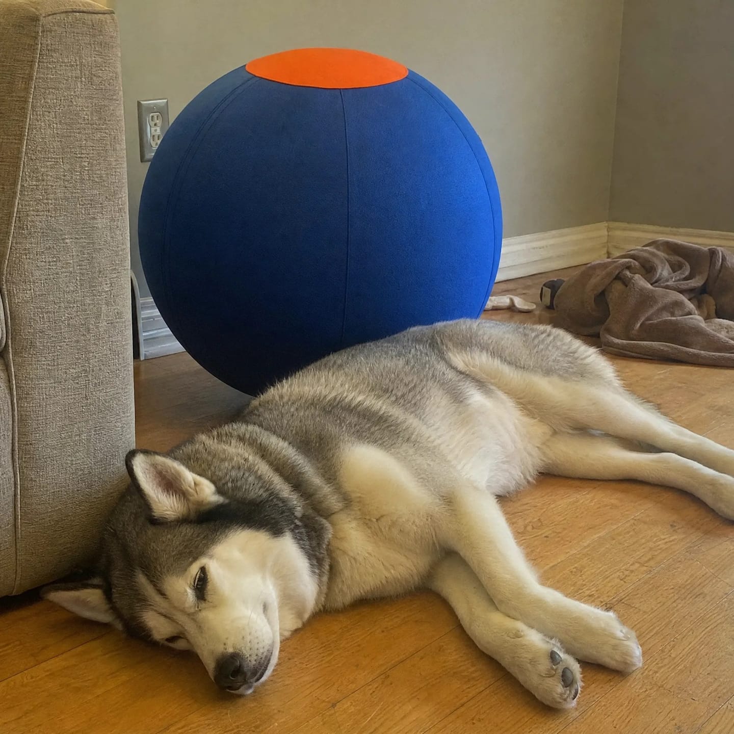 Customer photo review of DriveBall — Herding Ball for High-Drive Dogs, Zip-Close Oxford Cover, Replaceable Bladder