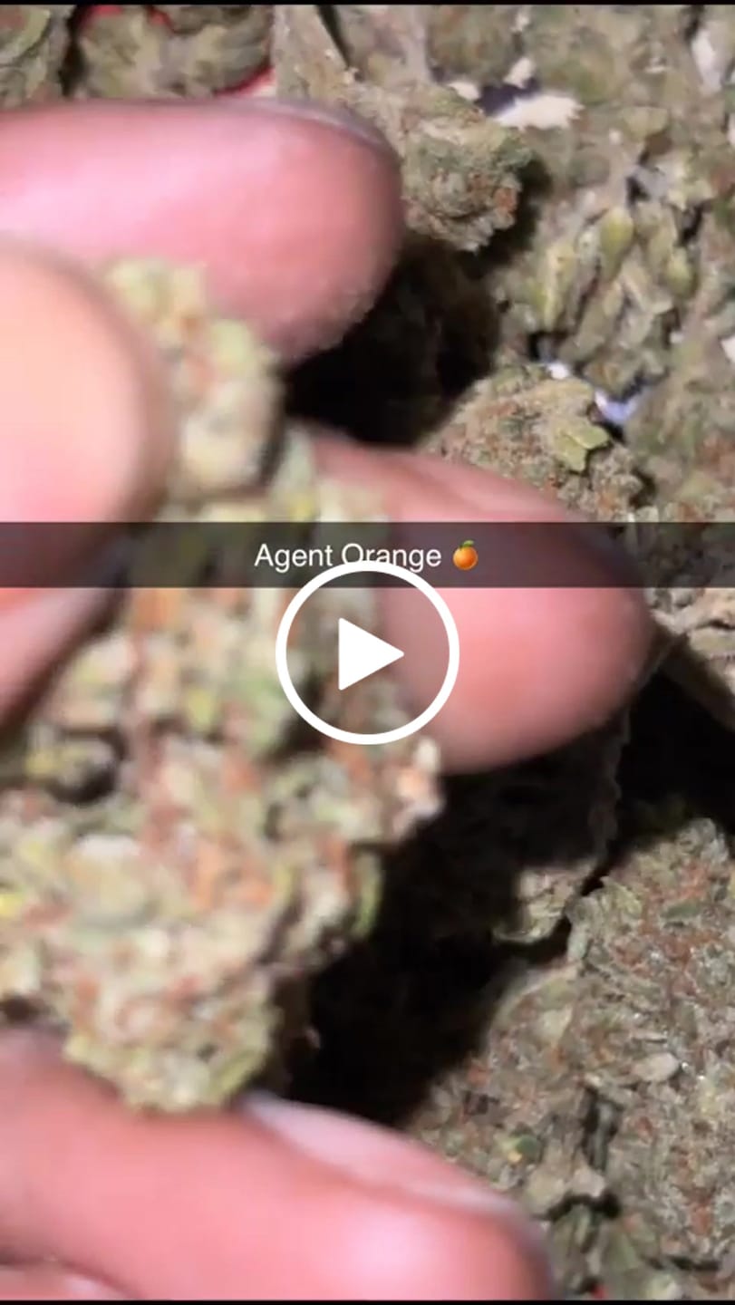 Customer video review of Cheap THCA Flower Ounce