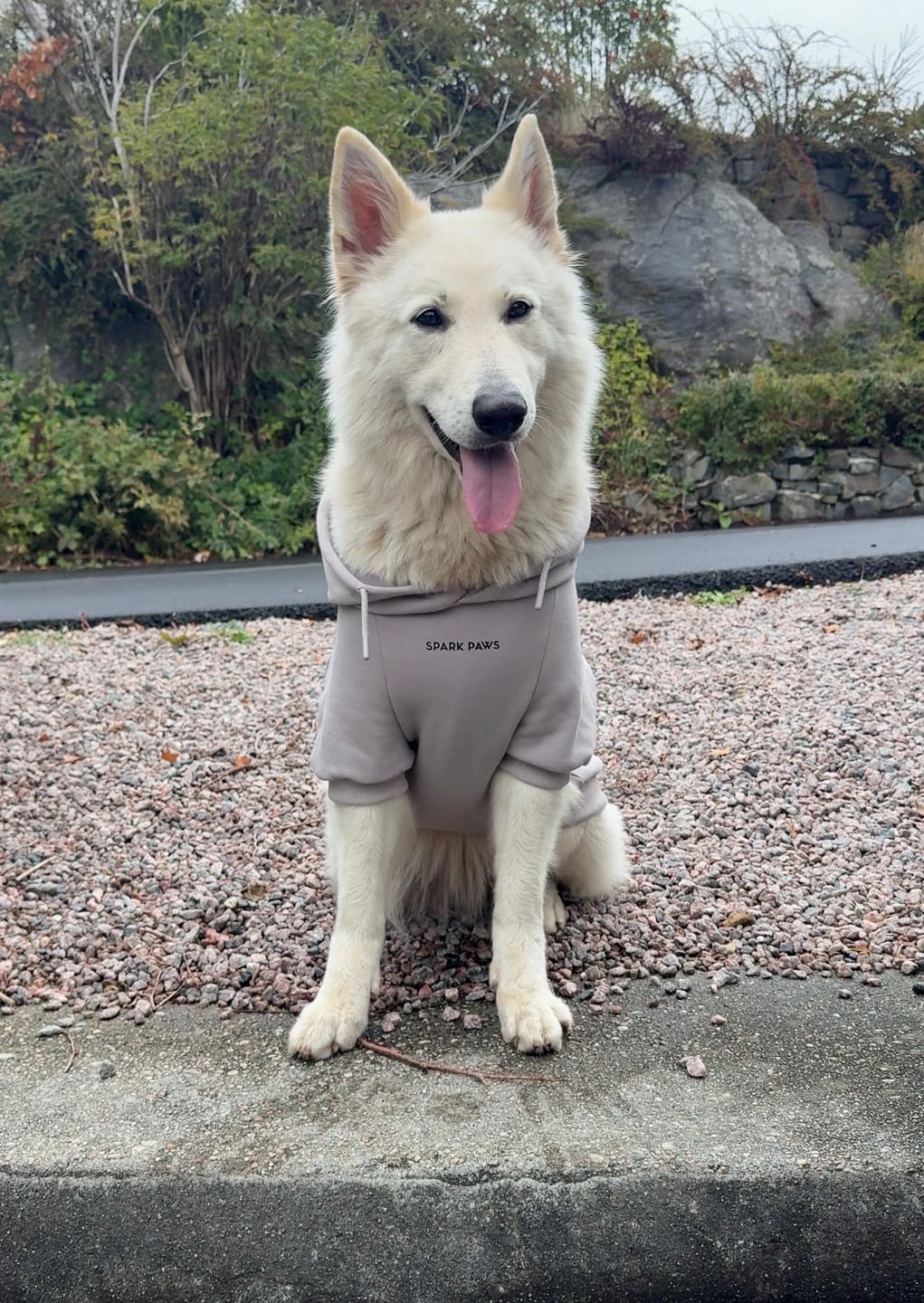 Customer photo review of Essential Dog Hoodie - Clay
