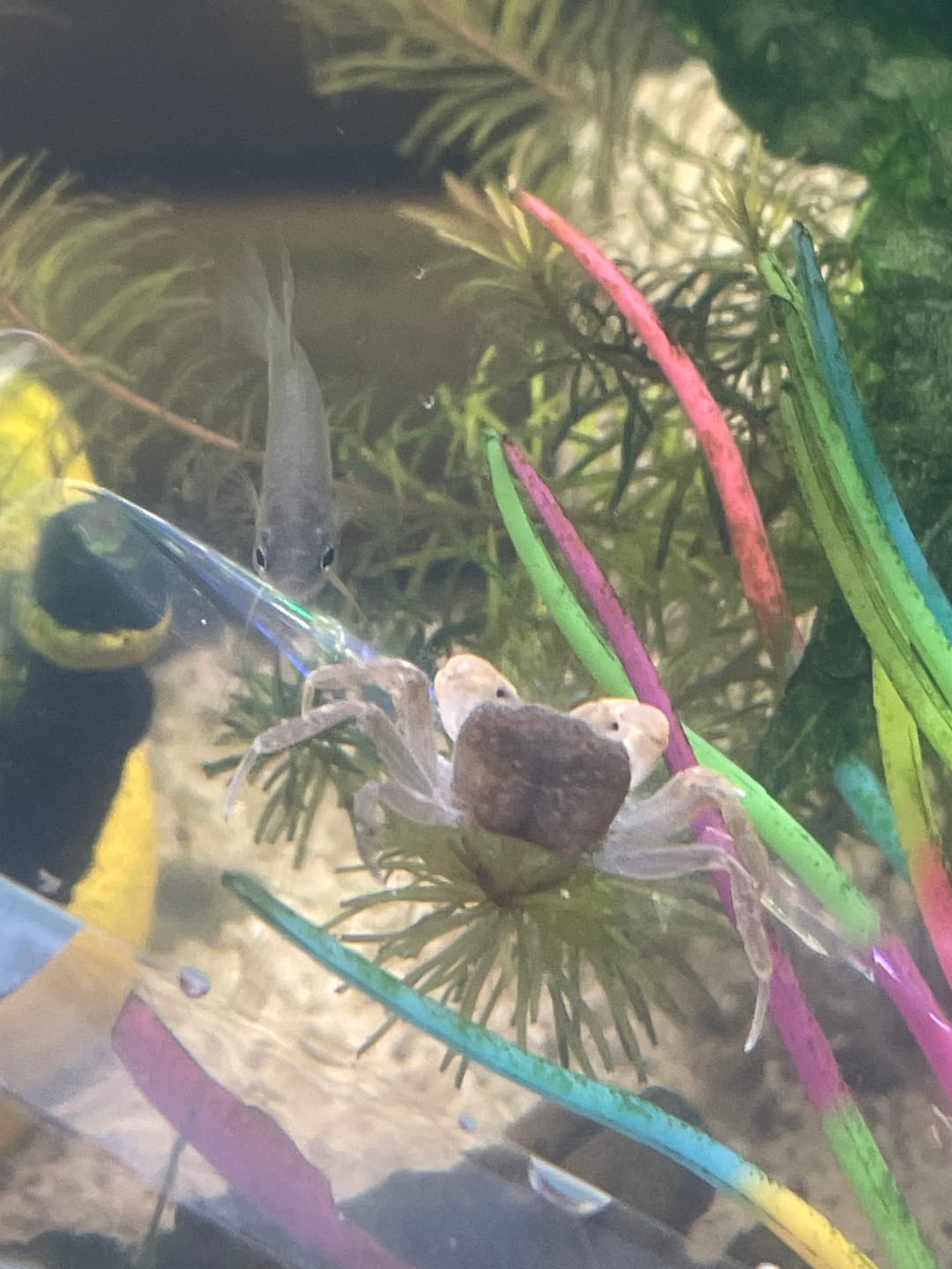 Customer photo review of Freshwater Pom Pom Crab (Ptychognathus barbatus)