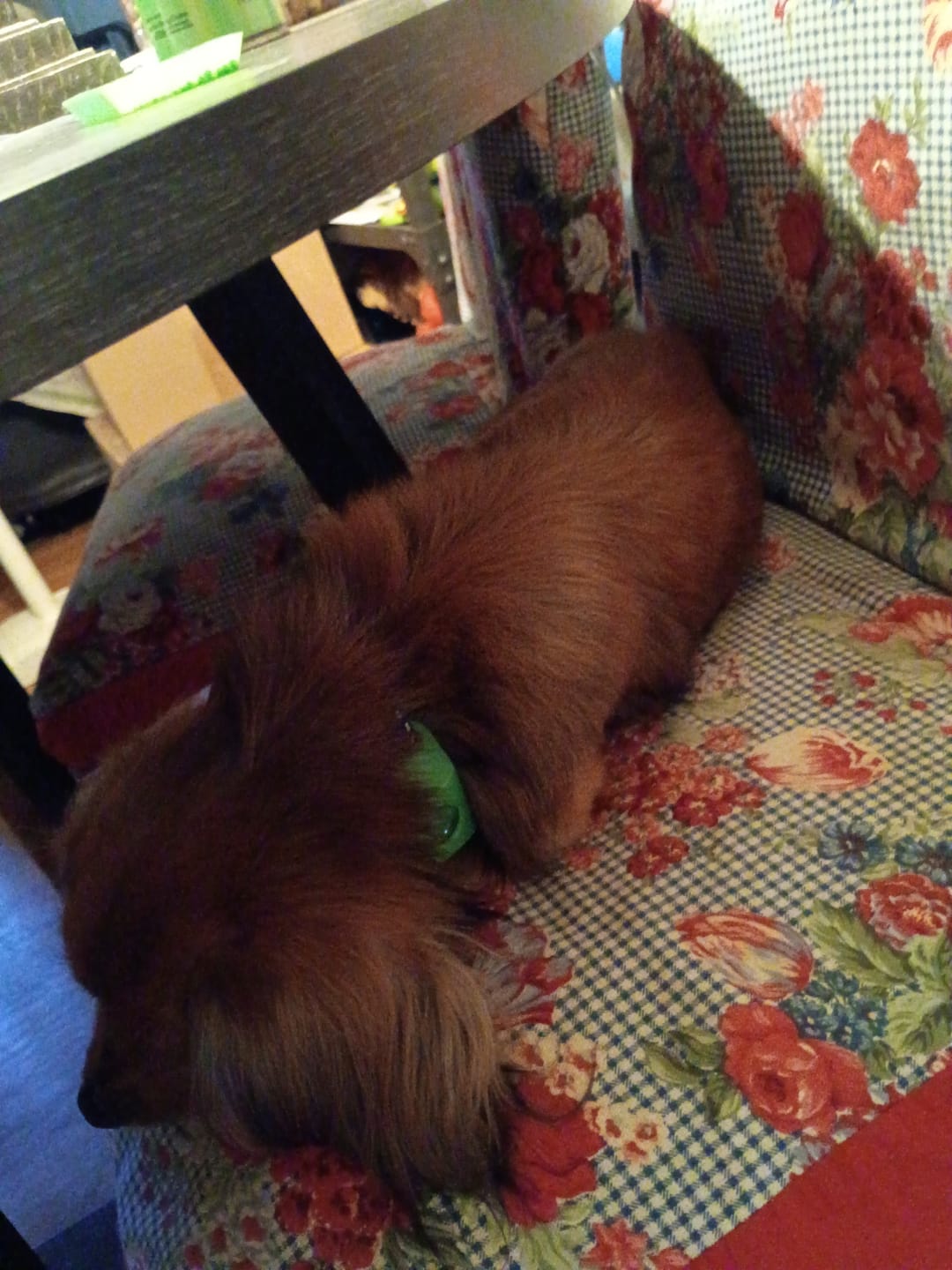 Customer photo review of FurLife™ - 12 Months All Natural Flea and Tick Tags for Dogs