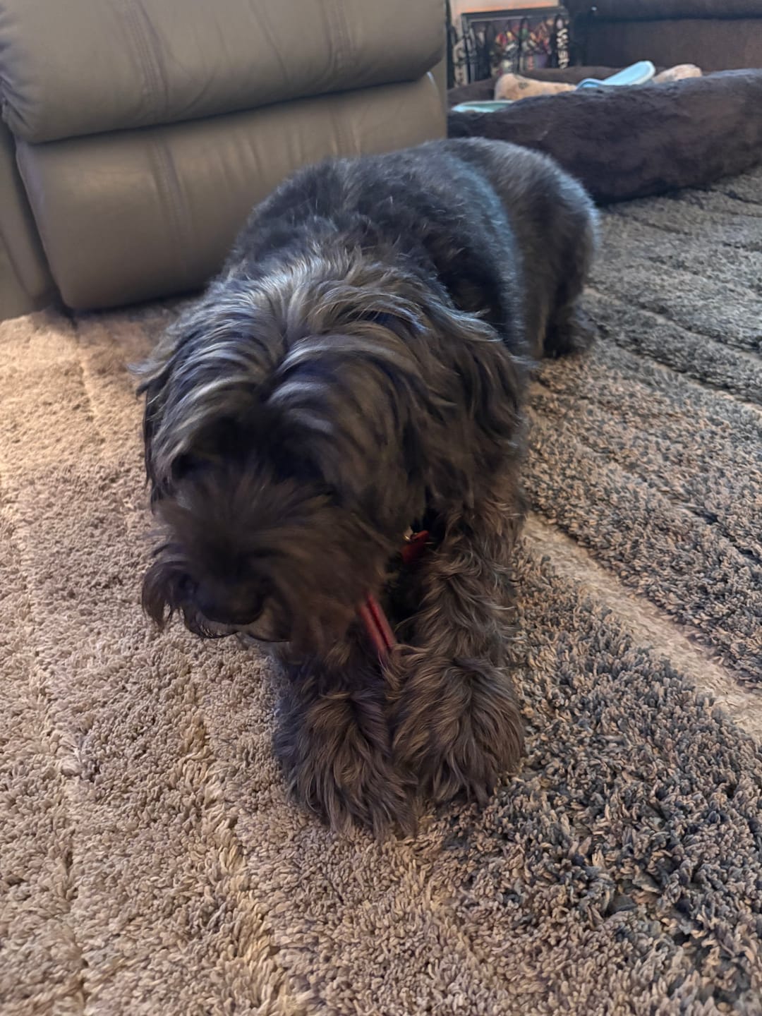 Customer photo review of 6 Inch Standard Bully Stick