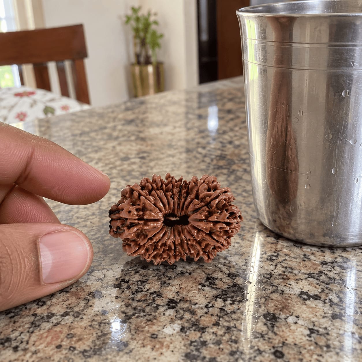 Customer photo review of Original 16 Mukhi Rudraksha (Nepali)