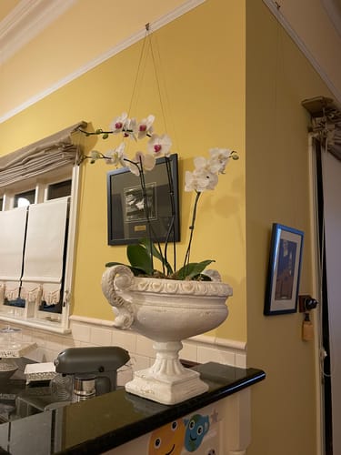 Customer's Elena French Provincial Urn Planter in distressed white, holding a potted orchid on a kitchen counter.