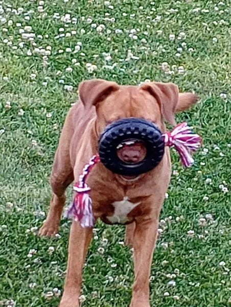 Customer photo review of Canident Polvo Dental para Perros – Removedor de Placa Natural a base de Algas Marinas para Perros