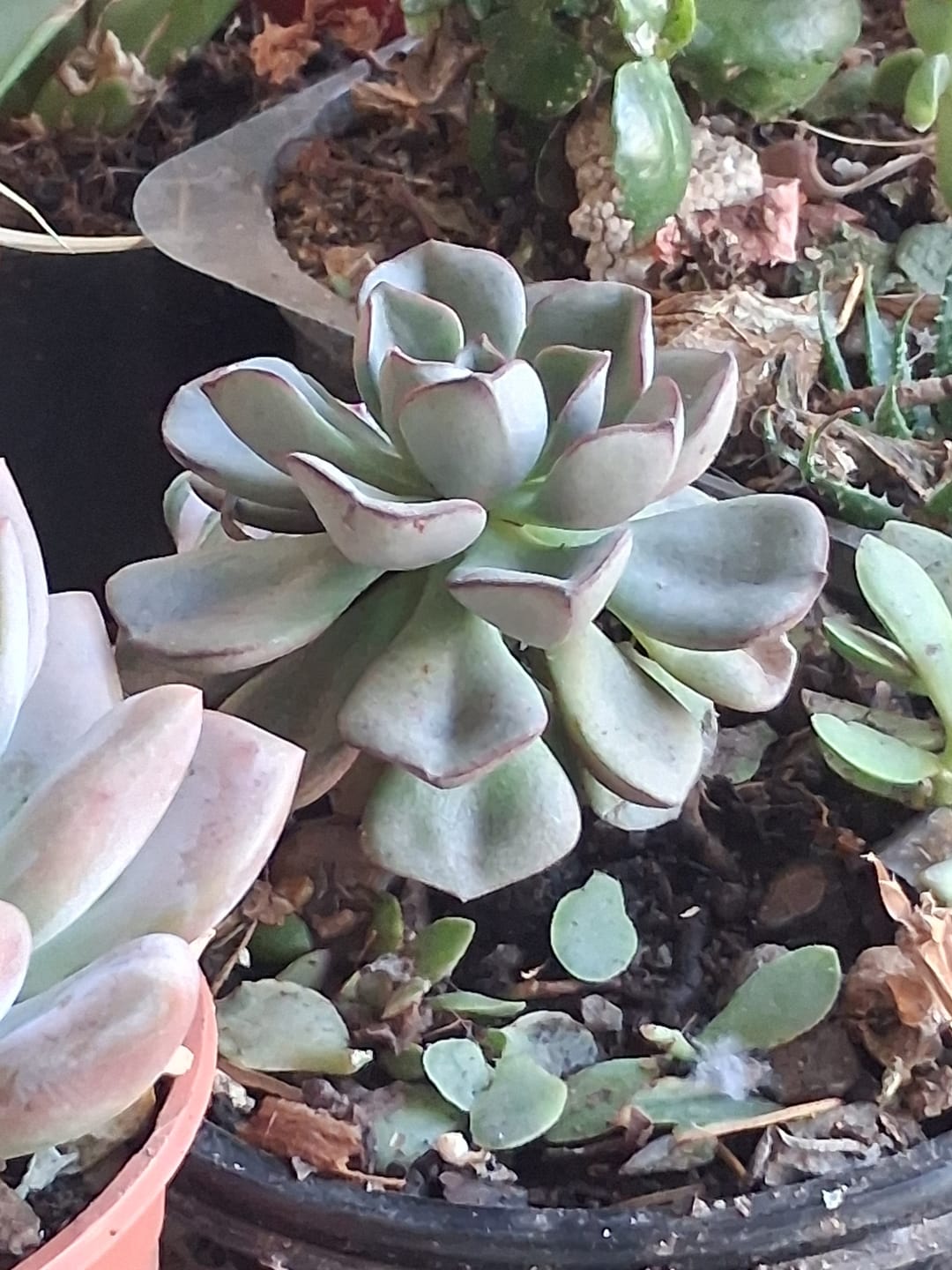Customer photo review of Echeveria moranii