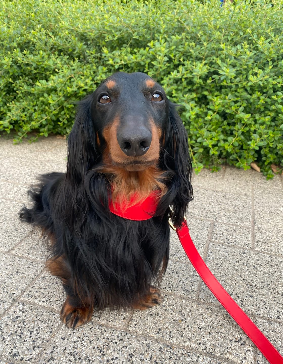 Customer photo review of Rouge Hound Collar