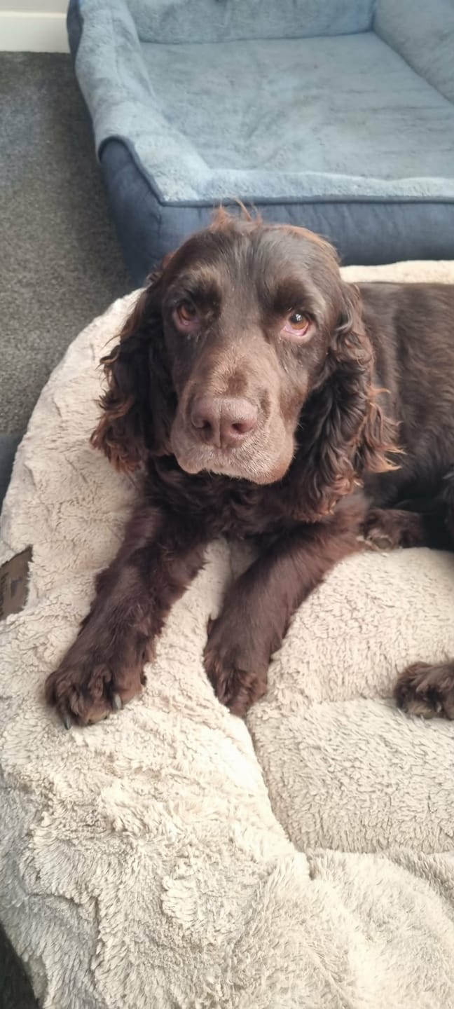 Customer photo review of Original Beef - Adult Dry Dog Food 15Kg