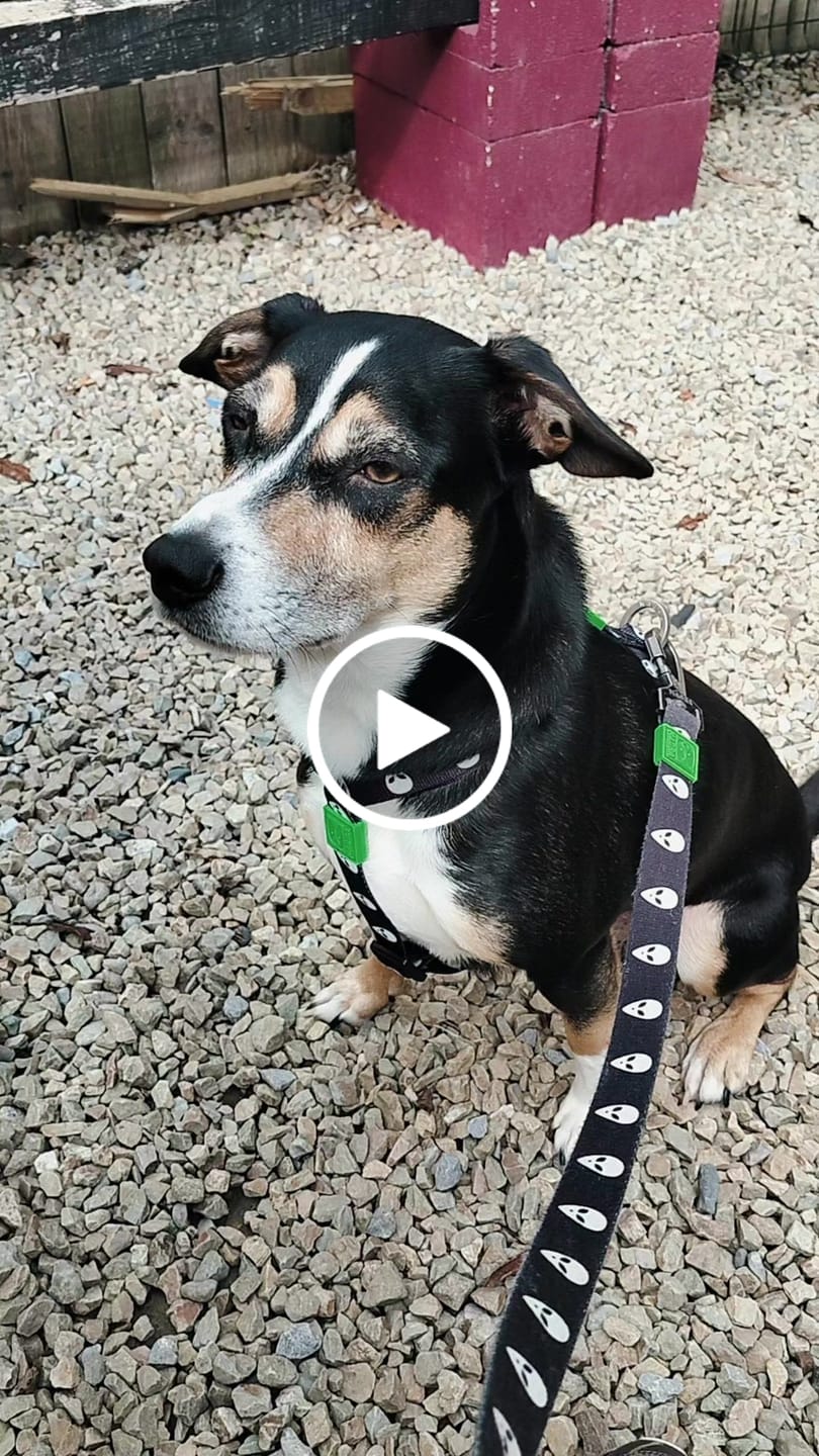Customer video review of ALIEN HARNESS