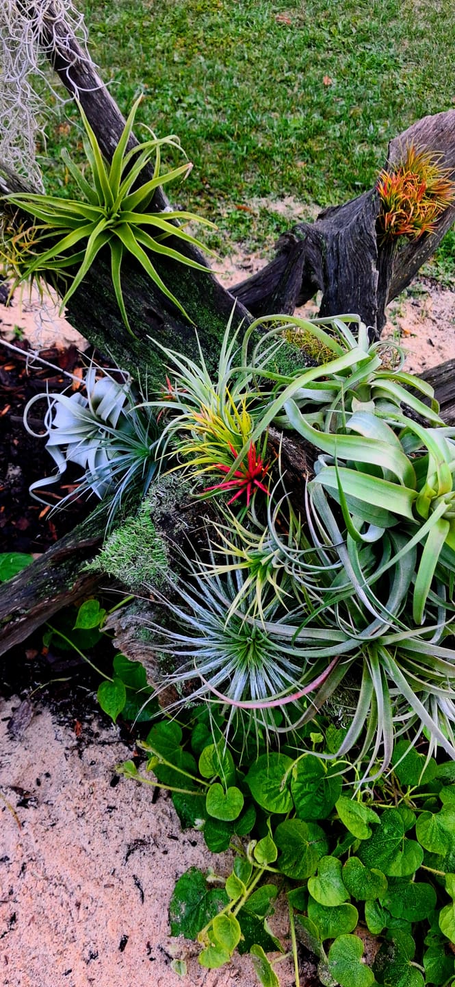 Customer photo review of Tillandsia Ionantha 'fuego' - Pulk