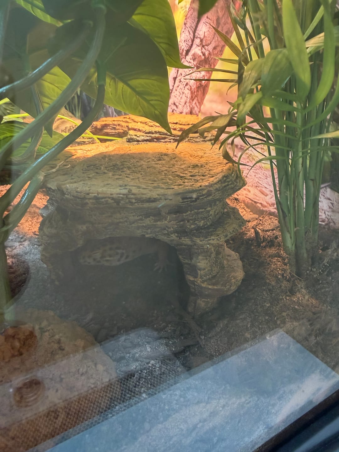 Customer photo review of Male Mandarin Turcmenicus