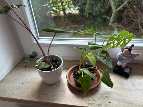 Customer photo review of ALOCASIA JACKLYN