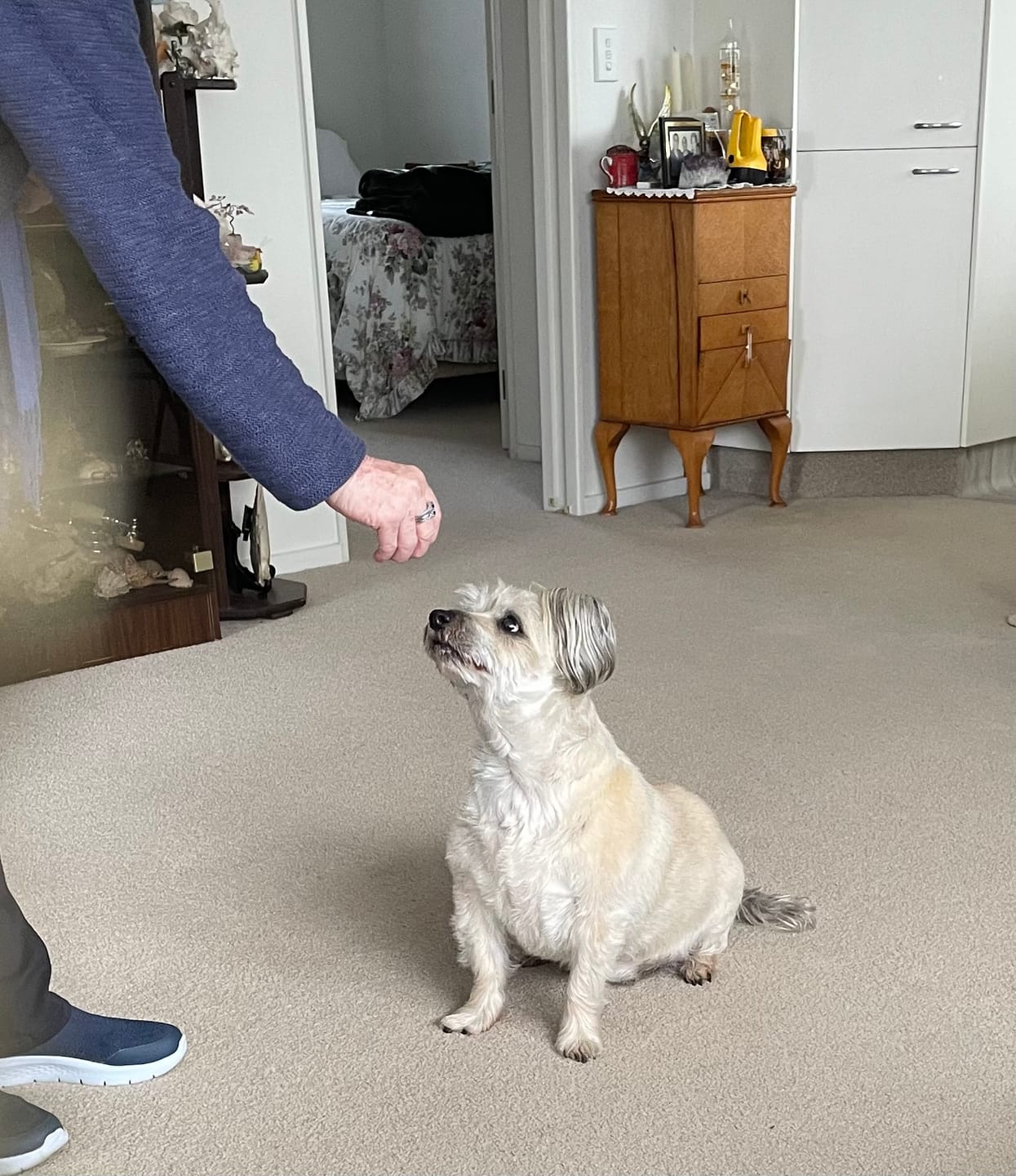 Customer photo review of Simparica TRIO for Medium Dogs 10.1-20kg