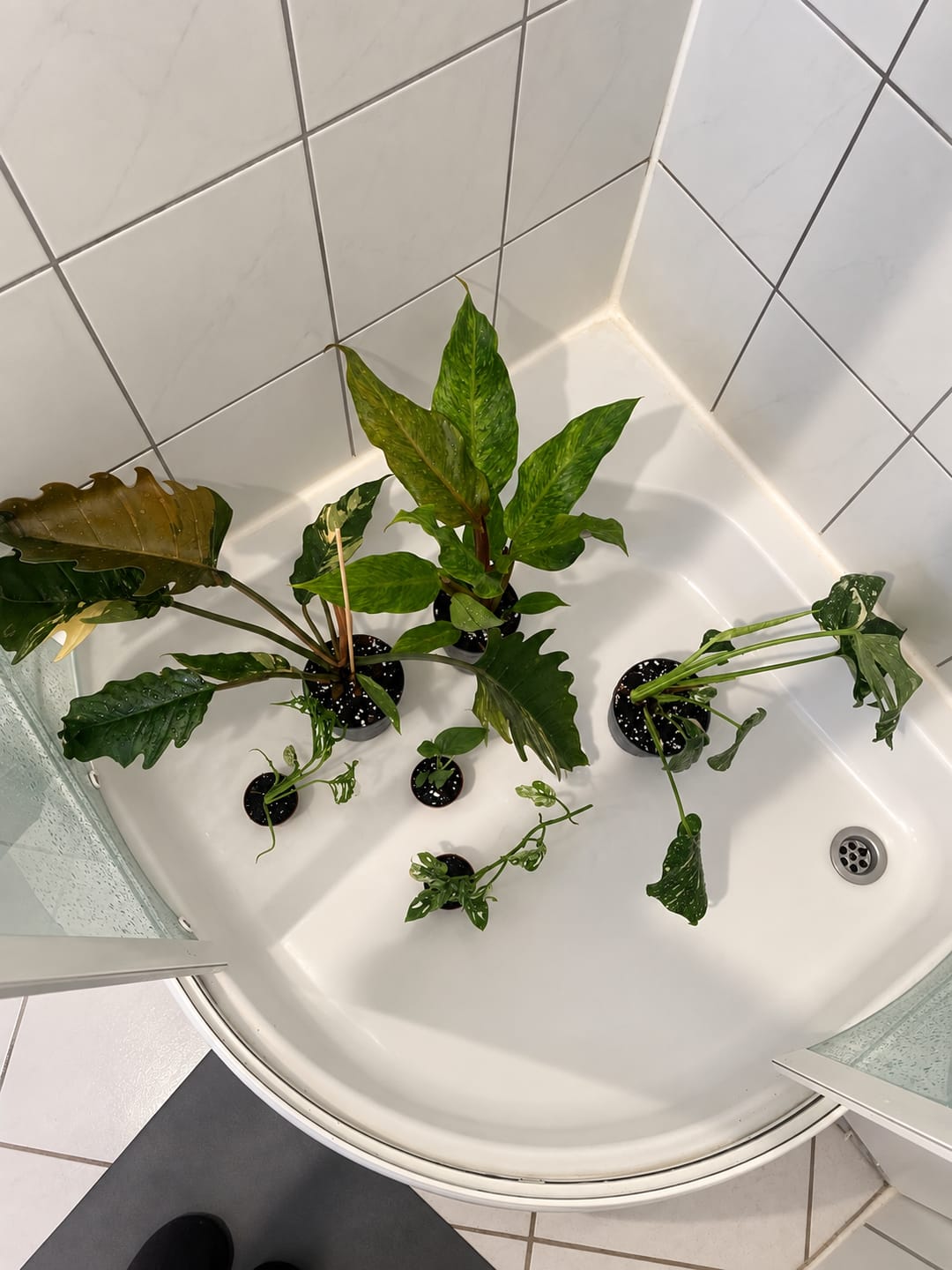 Customer photo review of SAD-PLANT-SET