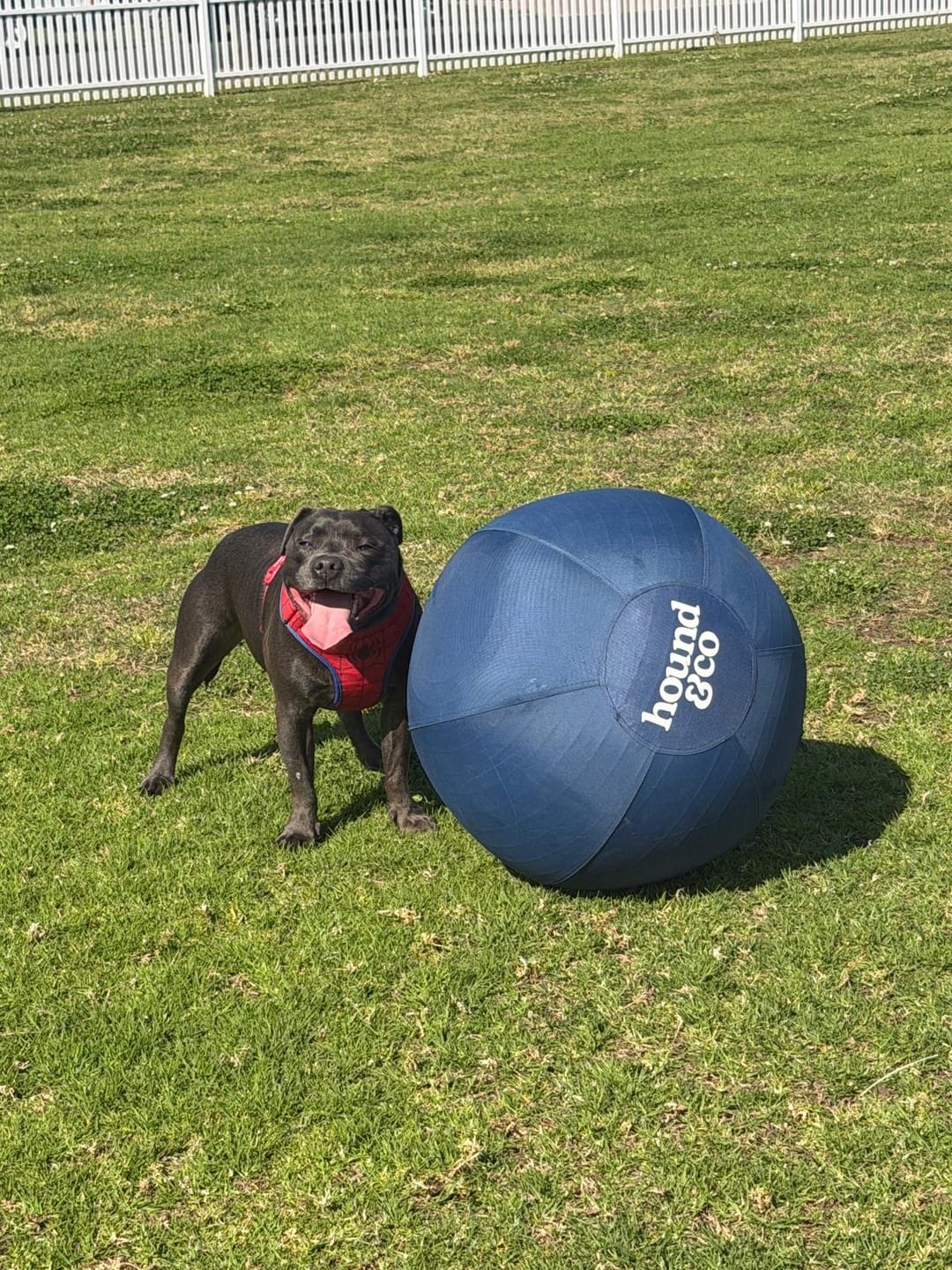 Customer photo review of Herding Ball