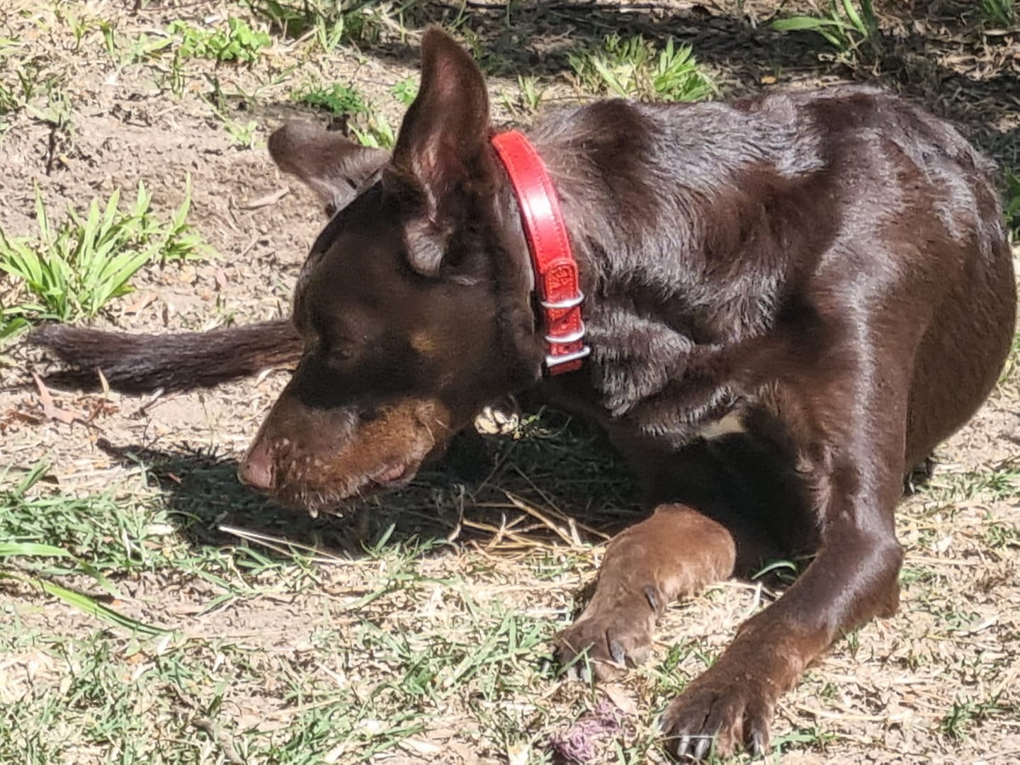 Customer photo review of Hand Made Leather Dog Collar - Tuscan Red (Slim Fit)