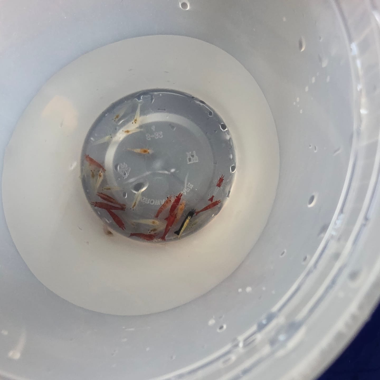 Customer photo review of Skittles Shrimp