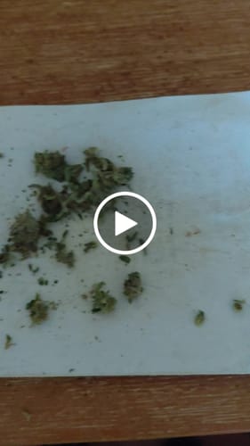Customer video review of 1 Oz Cheap THCA Small Buds