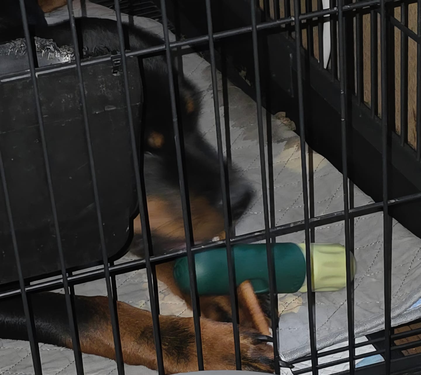 Customer photo review of Bully Sticks