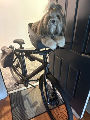 Customer's dog sitting in a Kvisp Dog Bike Carrier mounted on the front of a black bike.