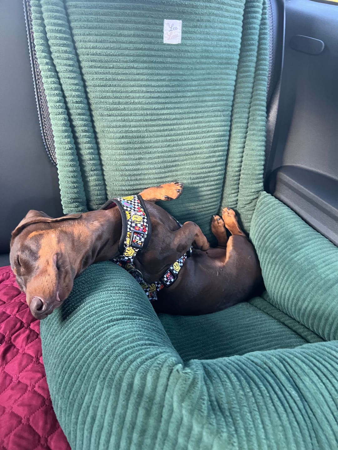 Customer photo review of Seggiolino Auto Velluto a Coste Verde