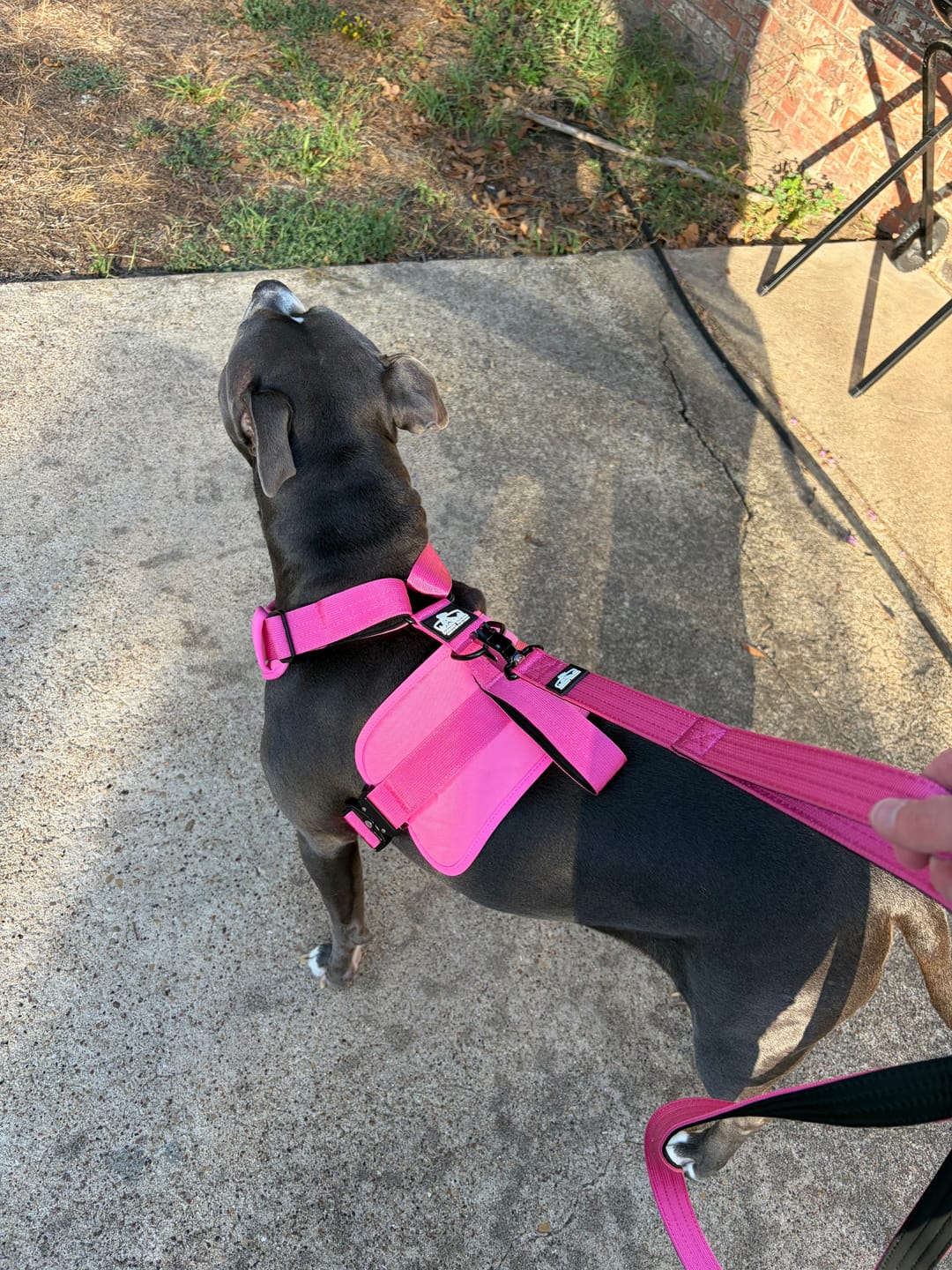 Customer photo review of Matching Pink 6' Bully Proof Leash