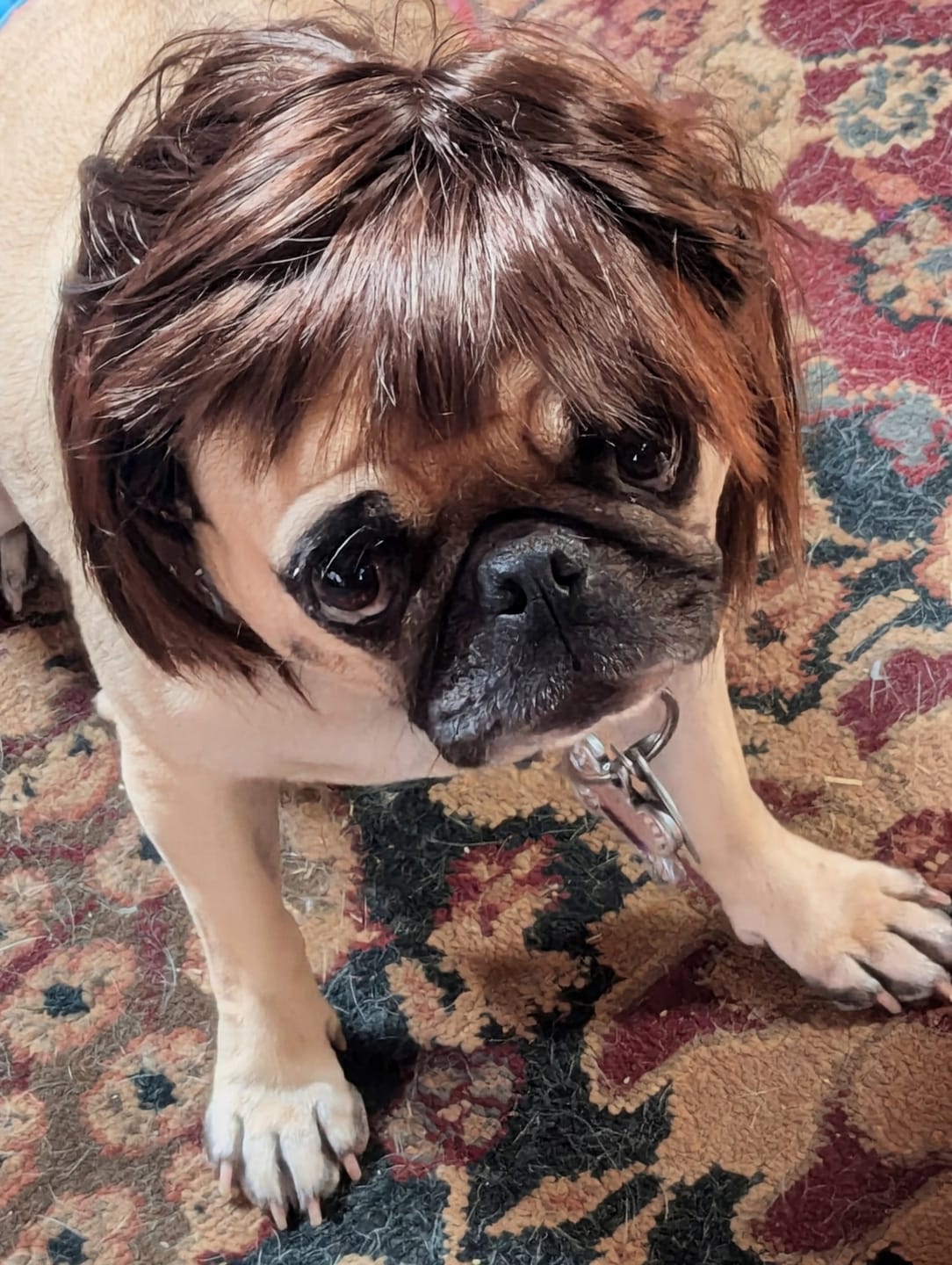 Customer photo review of Funny Pet Wig Costume Collection
