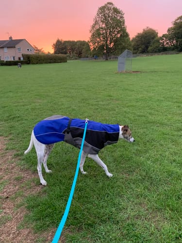 Customer photo review of Blaze - Summer/Winter Sighthound Coat with Harness Hole
