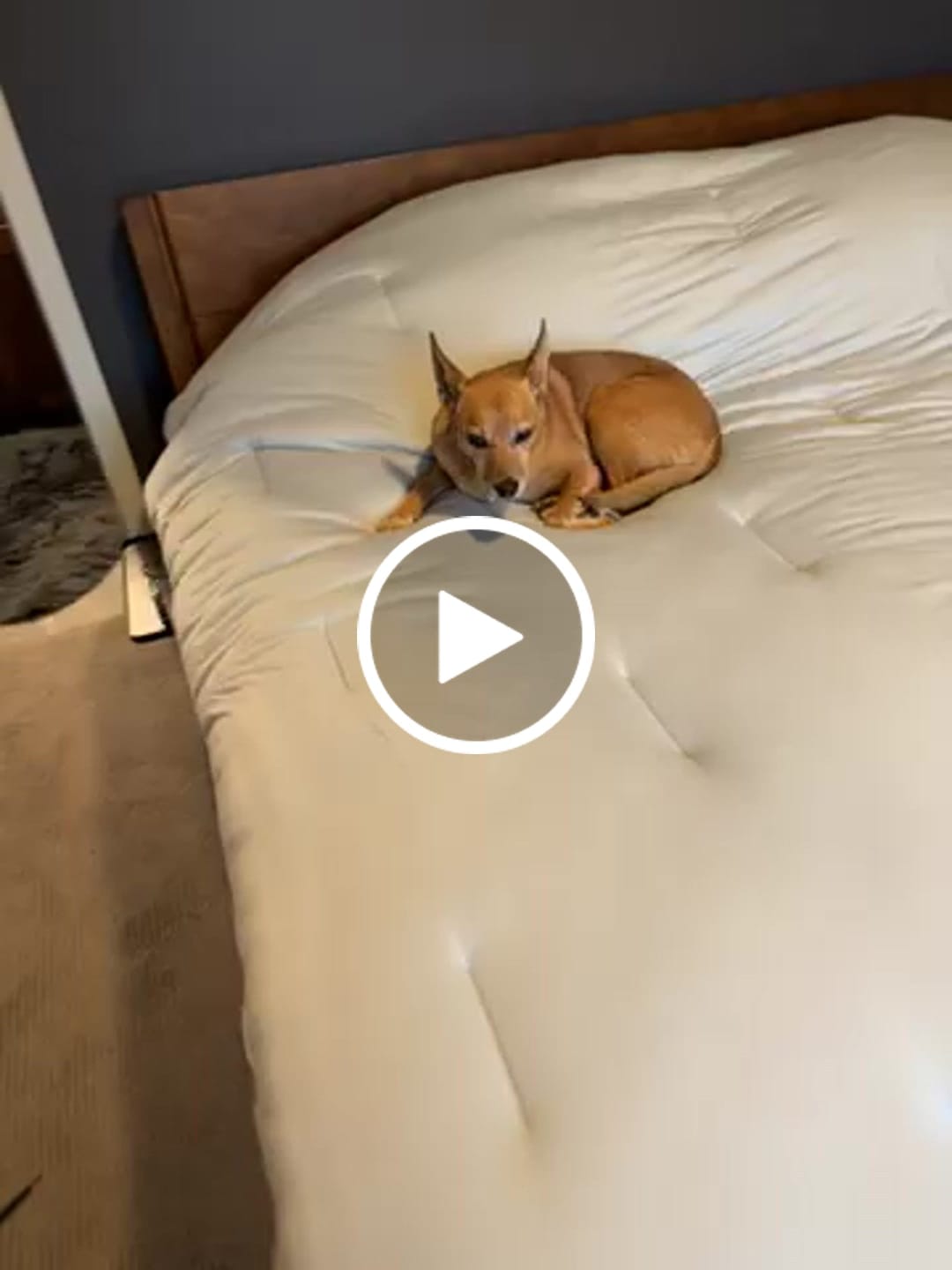 Customer video review of MarshMellow Comforter