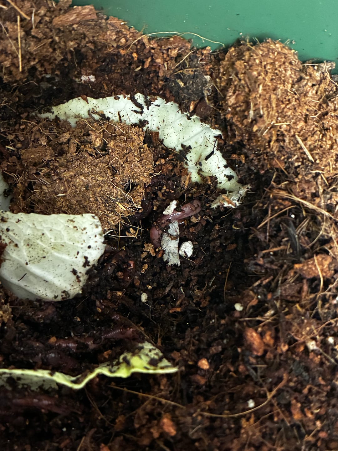 Customer photo review of Red Wigglers Composting Worms