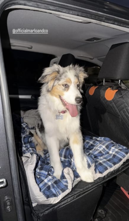 Customer photo review of Marlo&Co™ Dog Seat Cover