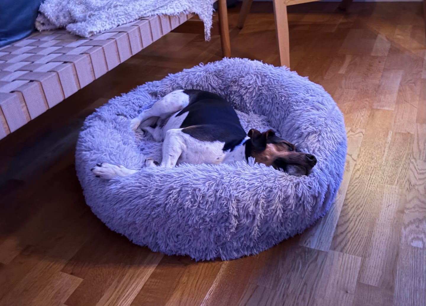 Customer photo review of CalmBed