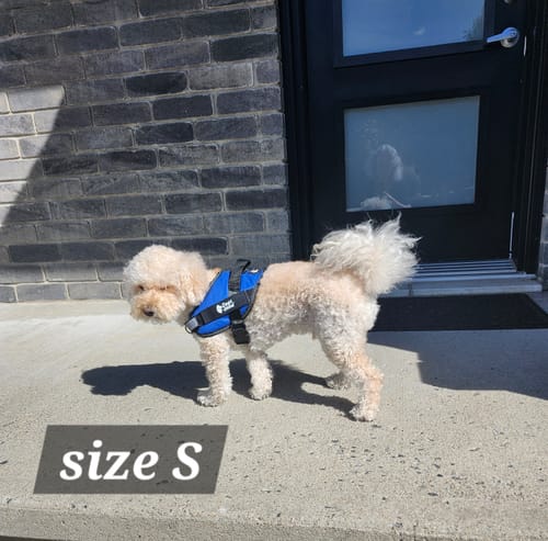 Customer's Dogshood No Pull Harness in blue on a small dog standing outside on concrete