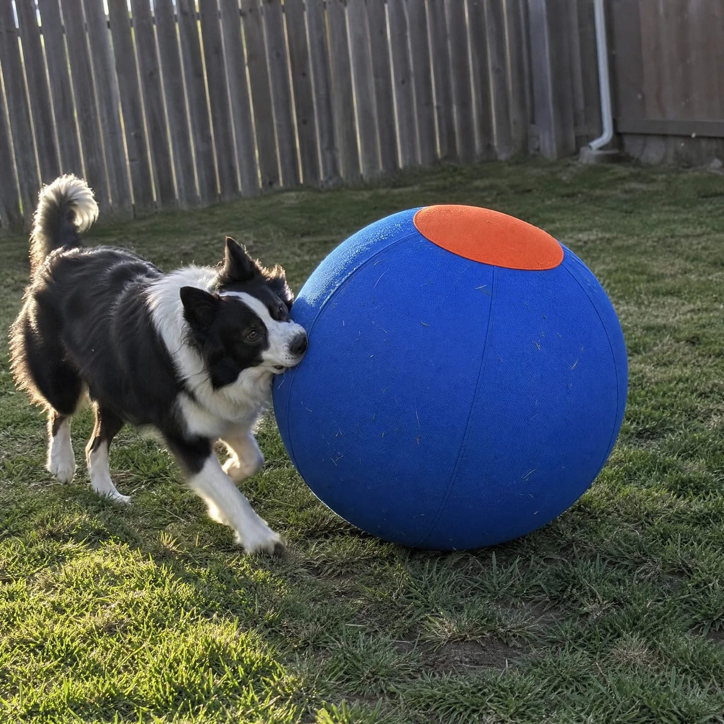 Customer photo review of DriveBall — Herding Ball for High-Drive Dogs, Zip-Close Oxford Cover, Replaceable Bladder