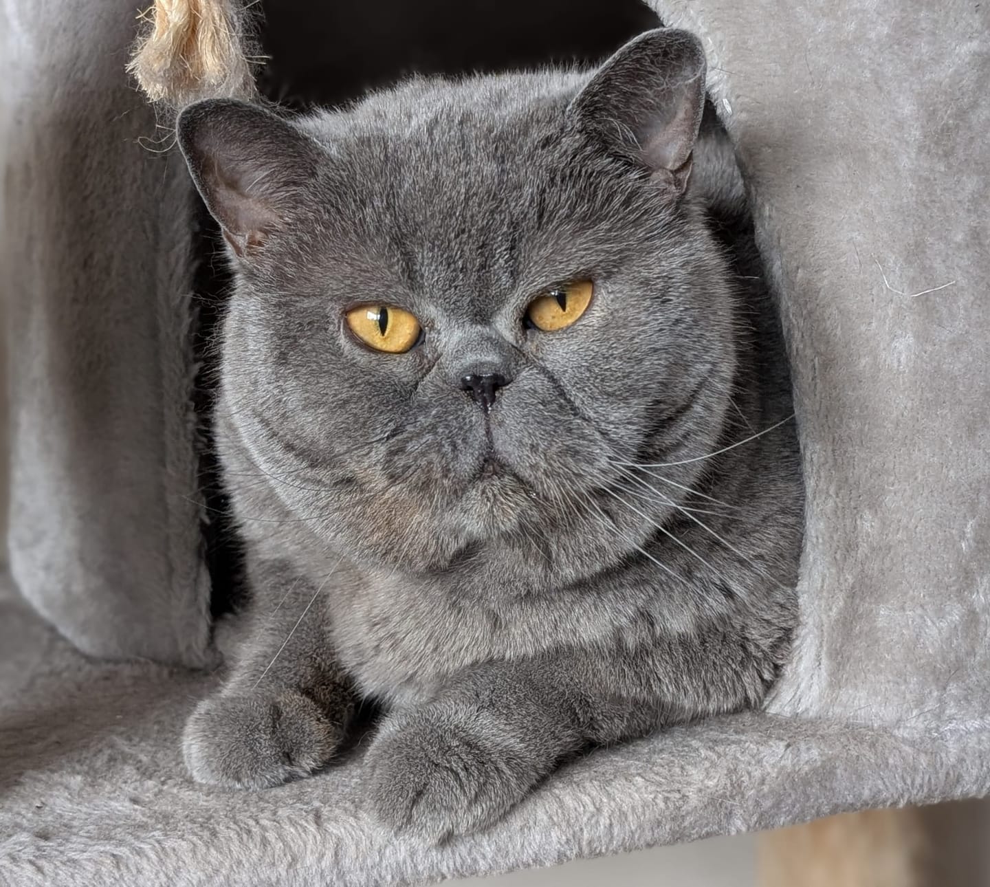 Customer photo review of Naturreines Katzenstreu