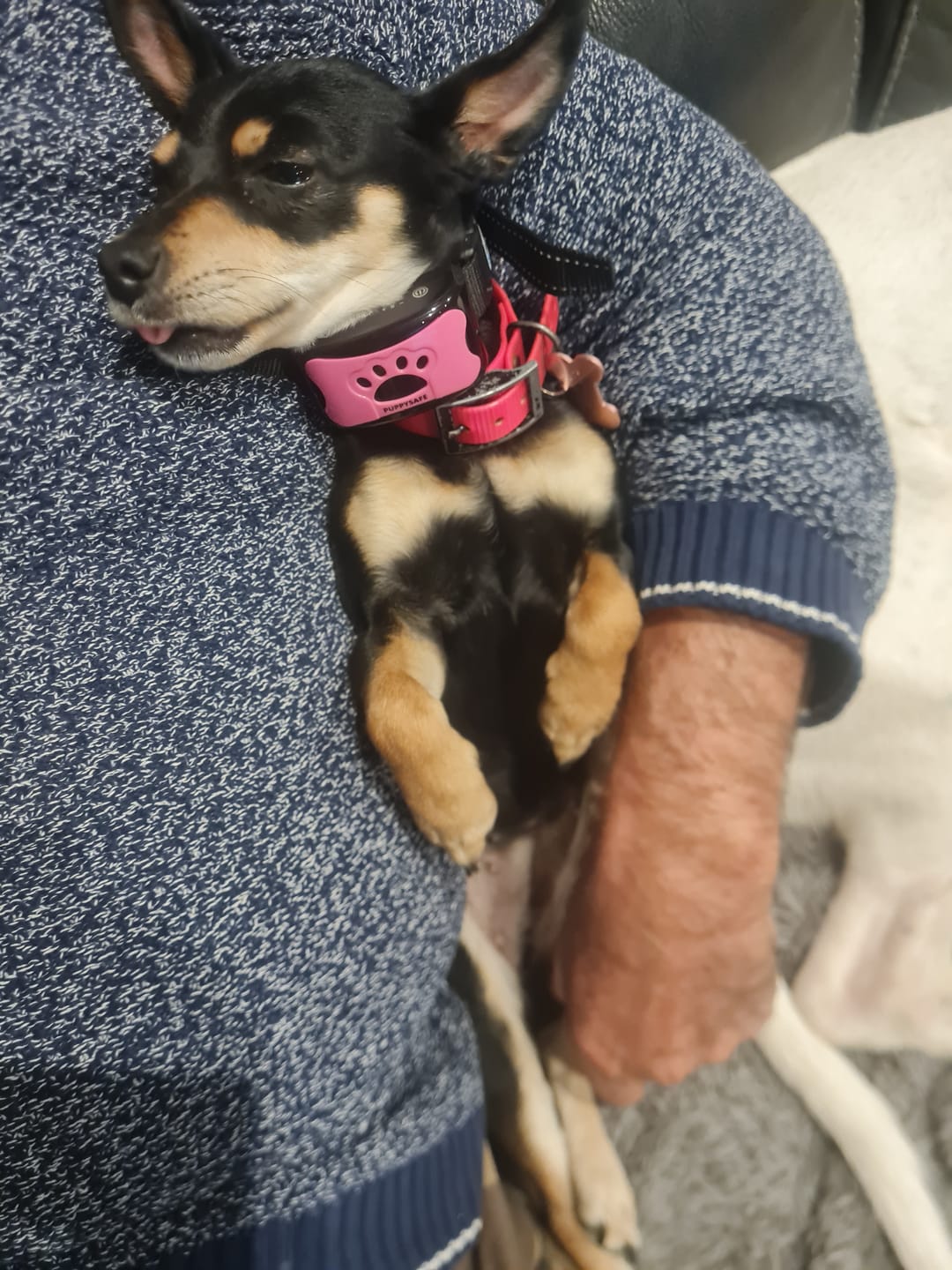 Customer photo review of Collier Anti Aboiement Sans choc Electrique PuppySafe™