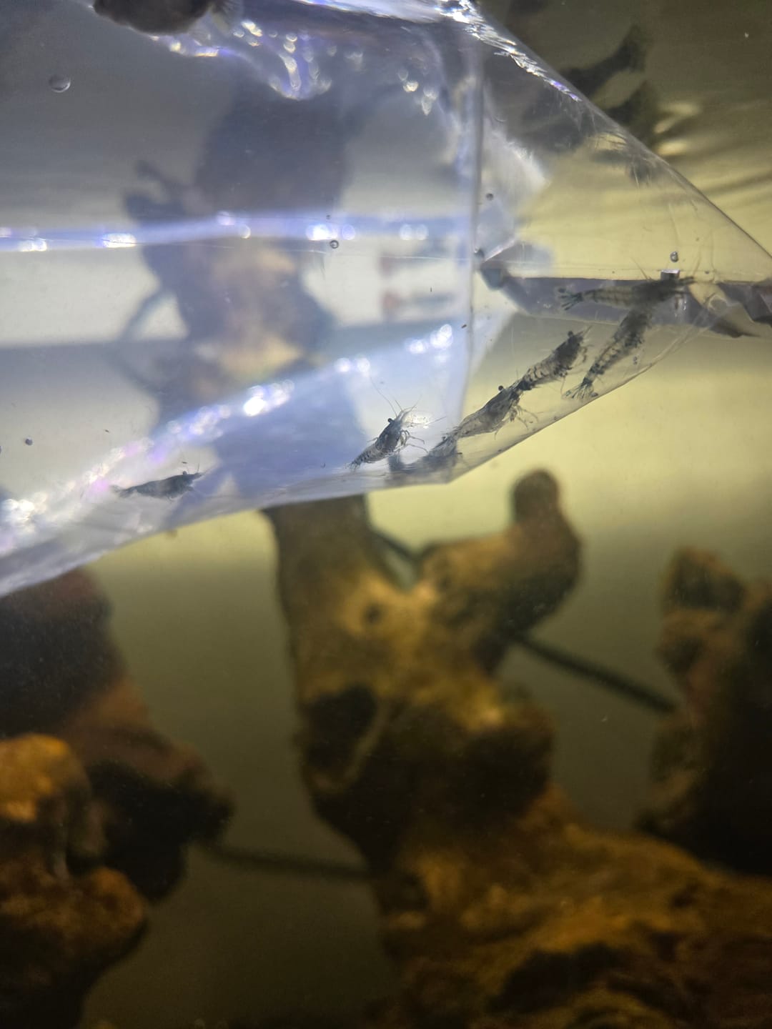 Customer photo review of Carbon Rili Shrimp